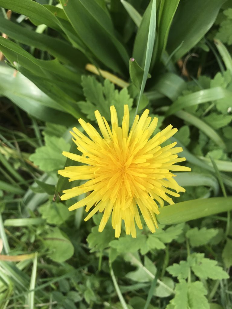 Dandelion.