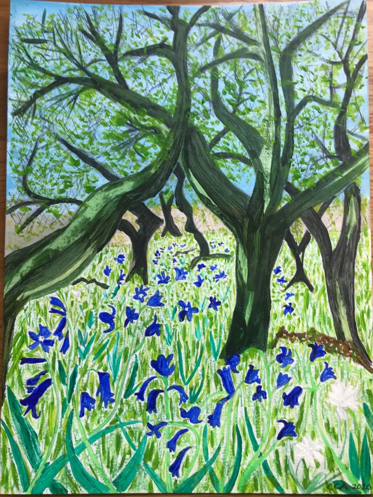 Bluebells in oak wood. College valley